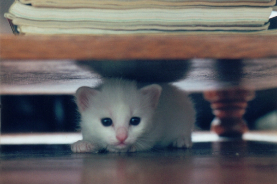 Toxoplasmose A Culpa N O Dos Gatos Consumidor Moderno