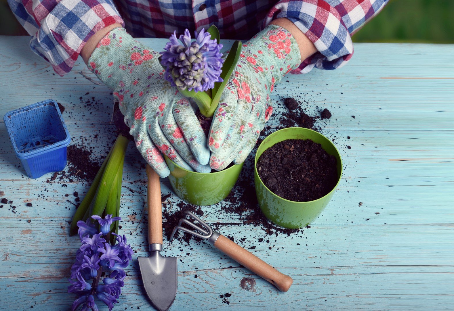 Pandemia e isolamento aumentam procura por cultivo de plantas em casa