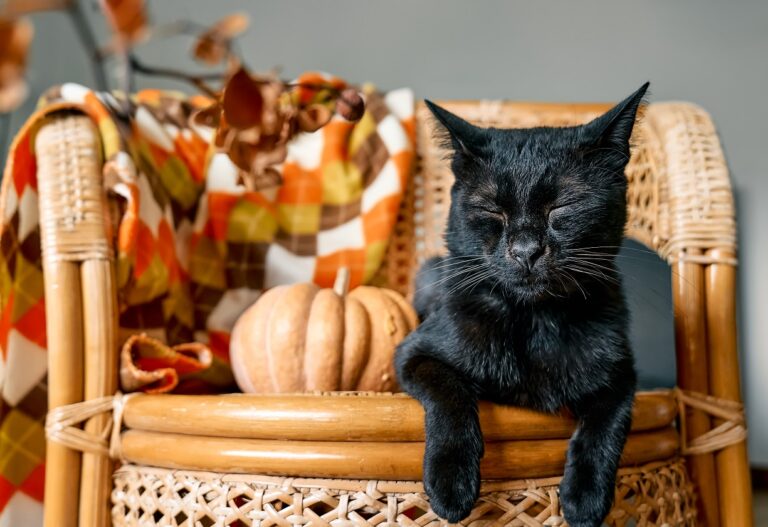 black cat friday petlove