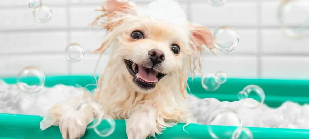 Com linha Au.Migos Pets, Grupo Boticário entra em mercado bilionário