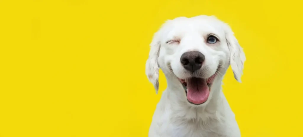 Com ‘Pet Experience’, Petlove redefine o atendimento a animais de estimação