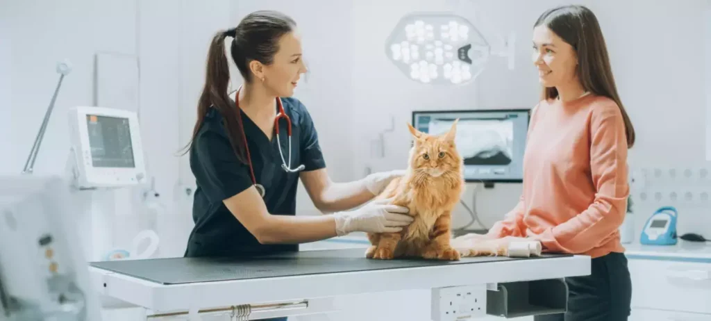 Um gato é analisado por duas médicas veterinárias em uma clínica.