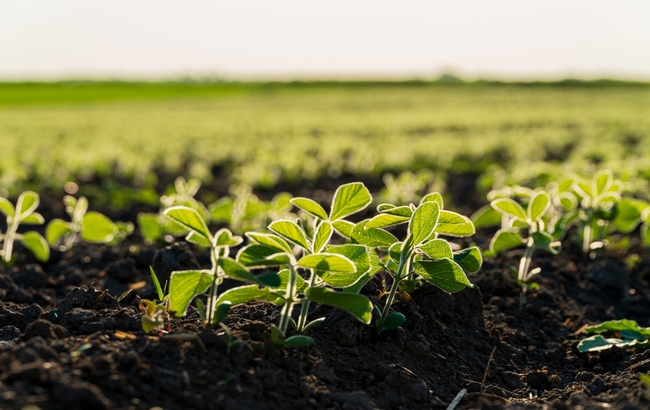 Imagem mostra uma plantação típica do agronegócio.